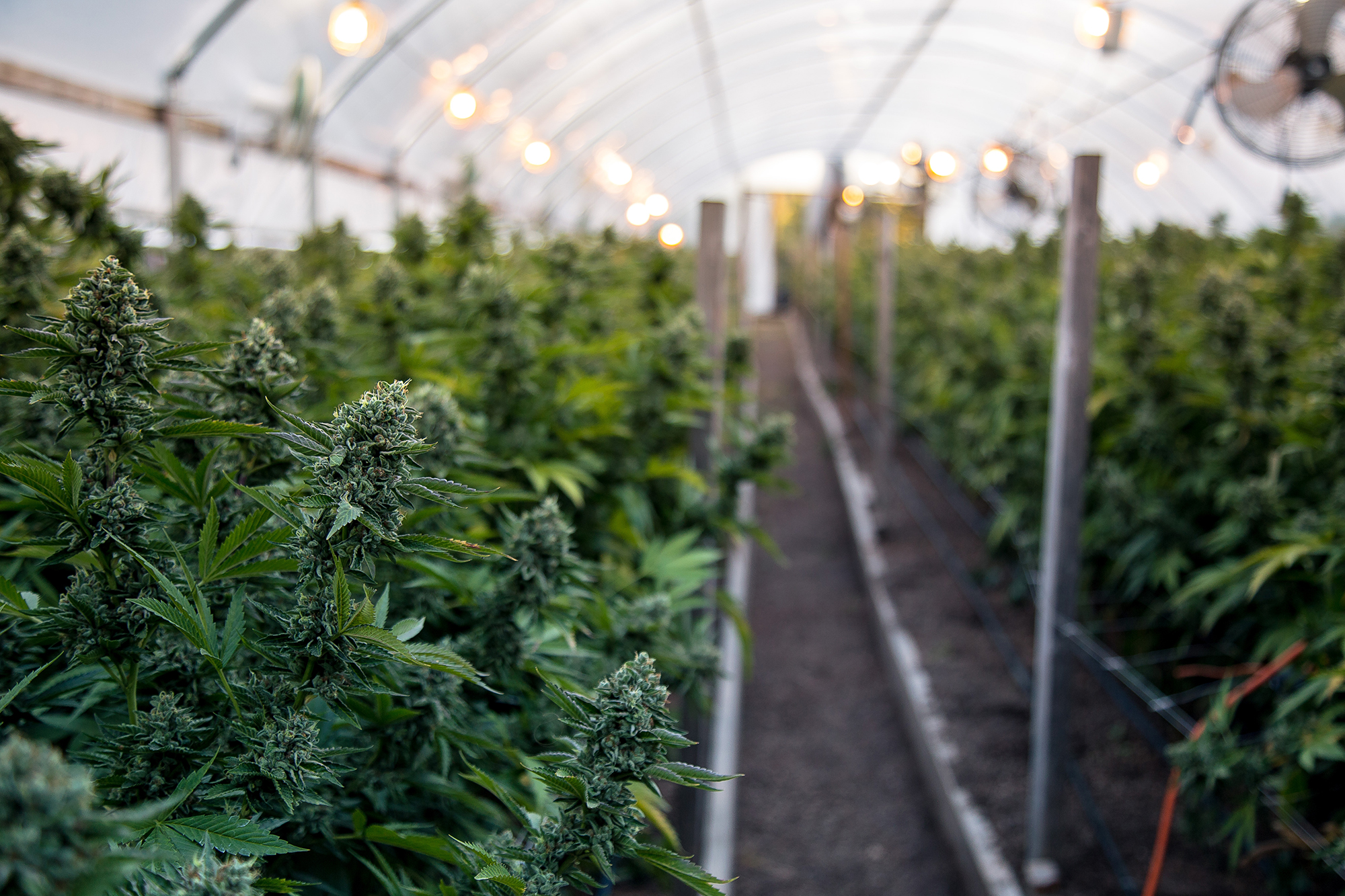 marijuana farm industry